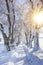 Small footpath through treelined avenue at cold winter