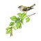 Small forest bird on a birch tree branch. Watercolor illustration. Golden-crowned kinglet bird perched on a spring lush