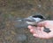 A small forest bird in the hand