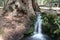 Small forest creek against giant Sequoia