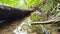 Small forest creek in low angle view and slow motion over fallen branch in clear water and idyllic vegetation for hiking adventure