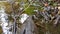 Small forest creek in low angle view and slow motion over fallen branch in clear water and idyllic vegetation for hiking adventure