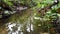 Small forest creek in low angle view and slow motion over fallen branch in clear water and idyllic vegetation for hiking adventure