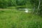 Small forest lake among dense grass and flowers