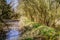 Small forest lake with green embankment and bare bushes in spring