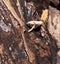 Small Forest Mushrooms decaying a dead tree