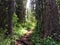 Small forest near kolsai lakes