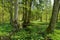 Small forest river crossing alder forest