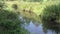 A small forest river. Reflection of the sky in the water. Indian summer. Walking in the autumn forest.