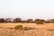 A small forest in the savannah. Amboseli. Kenya, Africa