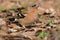 A small forest songbird with reddish sides. Chaffinch