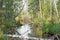 A small forest stream with clean calm water amidst trees and green grass.