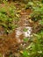 A small forest stream flows among green grass on a warm autumn day, some yellow leaves are in water