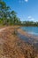 A small forested lake surrounded by woods around a swamp in Florida