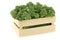 A small form of broccoli, called bimi, in a wooden box