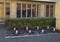 Small fountains in a bed of grey rocks in front of a manicured hedge of bamboo in Dallas, Texas.