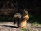 Small fox squirrel sitting up and eating nuts in bright sunshine