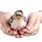 a small fragile defenseless chicken in children\\\'s hands on a white background close-up, the concept of respect for animals