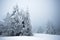 Small fragile tree covered with hoarfrost