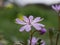 Small fragrant lilac flowers of Bulbous Crane`s-Bill in a meadow on a sunny spring day. Geranium tuberosum is a perennial plant i