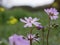 Small fragrant lilac flowers of Bulbous Crane`s-Bill in a meadow on a sunny spring day. Geranium tuberosum is a perennial plant i