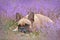 Small French Bulldog dog lying down between purple field of blooming heather `Calluna vulgaris` plants