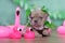 Small French Bulldog dog puppy with tropical flower garland and pink rubber duck flamingos