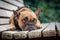 Small French Bulldog dog with sad eyes looking up lying on white bench