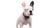 Small french bulldog standing with eyes closed