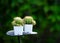 Small fresh cactus in the white pot  at the garden.