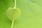 Small fresh heart shaped leaf  on blurred  green floral background closeup