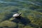 A small freshwater turtle basks in the sun