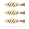 Small fried fish on the grill vector flat isolated