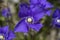 Small Fringed Gentian