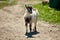 A small, frisky, playful goat, white and gray with horns frolicking on the lawn with the grass at midday in the summer