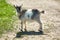 A small, frisky, playful goat, white and gray with horns frolicking on the lawn with the grass at midday in the summer