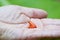 Small frog on hand, golden mantella