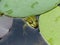 Small frog in a pond with large leaves of lilies, France.