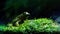 Small Frog In Tropical Rainforest