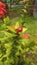 Small fruit of ixora coccinea, also known as jungle geranium