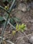 Small Fruits with Spine in a plant.