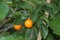 Small fruits of wild Asian mandarin on a tree