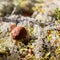 Small fungus with brown cup, growing in moss