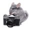 Small funny chinchilla near vintage photo camera