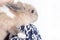 Small, funny Dutch decorative rabbit sits on the shoulder of a loving and caring hostess