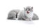 Small funny fluffy grey kitten meowing while posing for photoshoot with other adorable little kitties in white photo