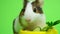 A small funny guinea pig eats vegetables on a green background.