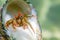 Small funny hermit crab underwater close up.