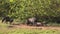 Small Funny Household Black Pigs Playing In Fresh Green Grass In Farm. Pig Farming Is Raising And Breeding Of Domestic