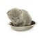 Small funny kitten in bowl